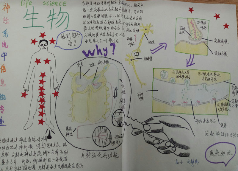 青浦一中高一年级开展首届学科节(生命科学)制作知识